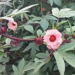 Meet your Posher, Evelin